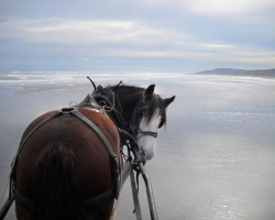 Clydesdale on the Barrytown beach near Punakiki.