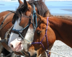 Punakiaki ponies. Barrytown.