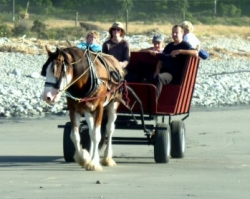 Barrytown Horse and Wagon tours on a New Zealand beach
